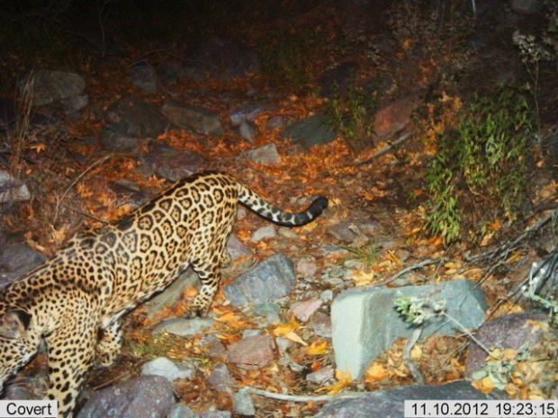 Jaguar roves near Rosemont mine site